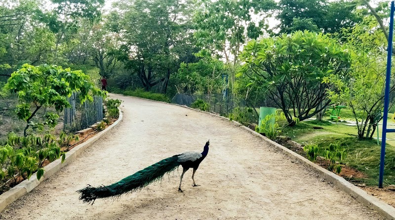 Kasu Brahmananda Reddy National Park, Hyderabad 